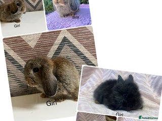 Mini Lop rabbits Mini lops and mini double maned lionheads - Advert 16