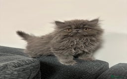 Persian cats for sale: ⭐️ Exceptional Persian x Exotic Kittens ⭐️ - Advert 18