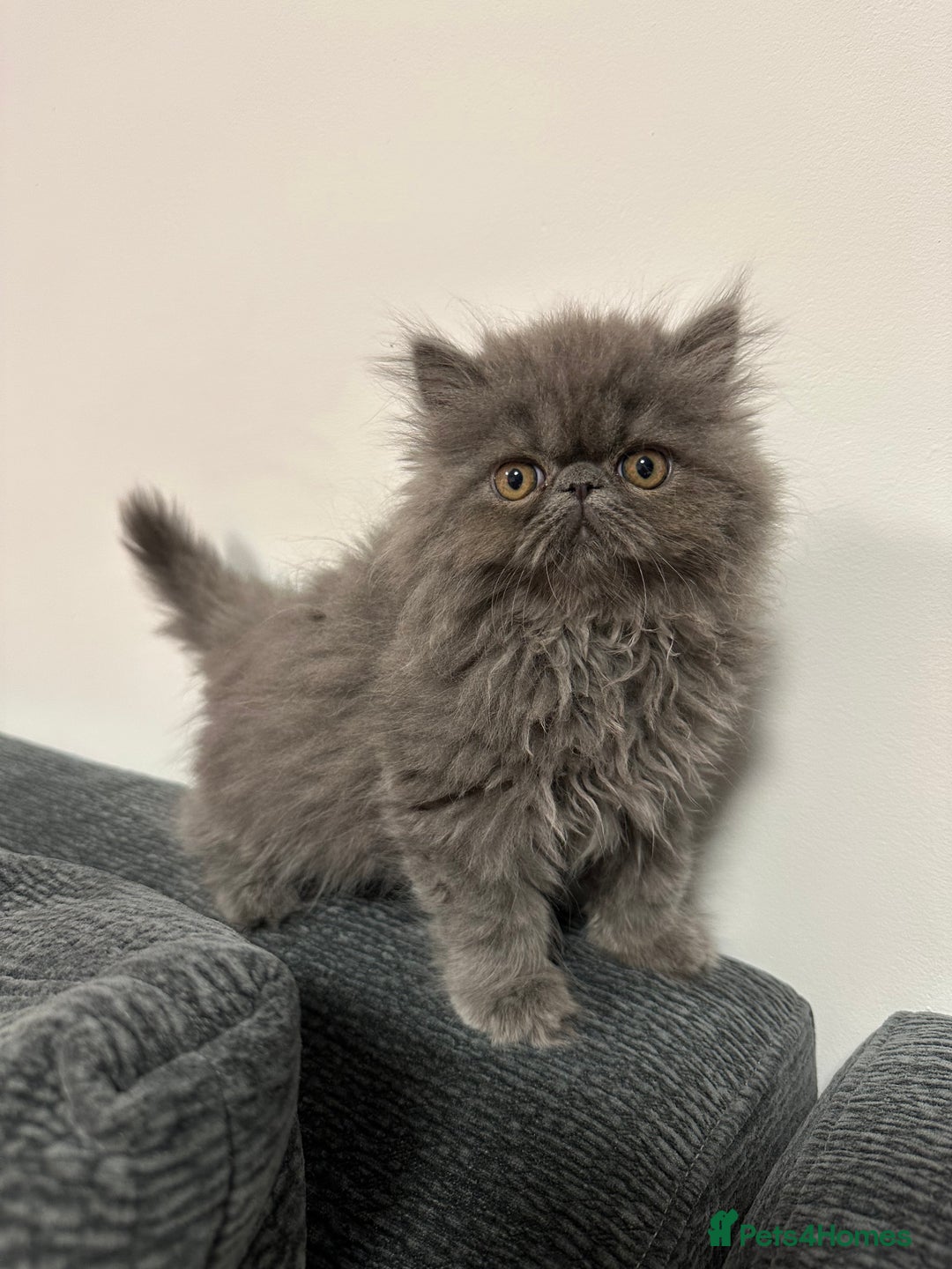 Persian cats for sale: ⭐️ Exceptional Persian x Exotic Kittens ⭐️ - Advert 18
