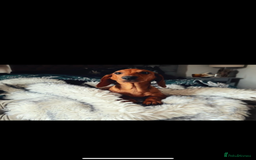 Dachshund dogs for sale: SOLD OUT! Thank you very much!!! Lovely Dachshunds - Advert 1