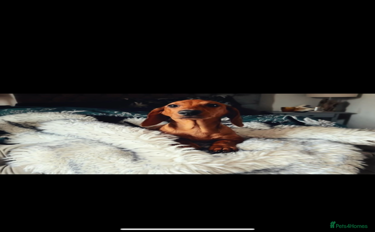 Dachshund dogs - Advert 1