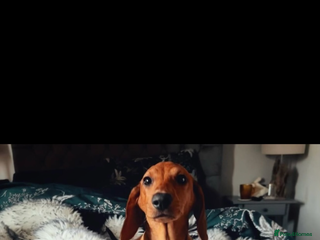Dachshund dogs - Advert 5
