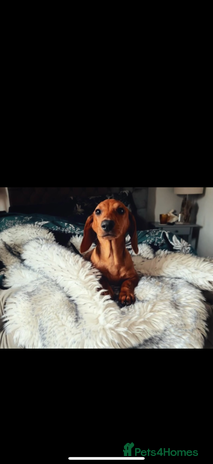 Dachshund dogs - Advert 1