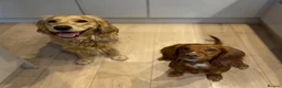 Golden Retriever dogs for sale: Mini Golden Retriever/Dakota Sport Retriever - Advert 14