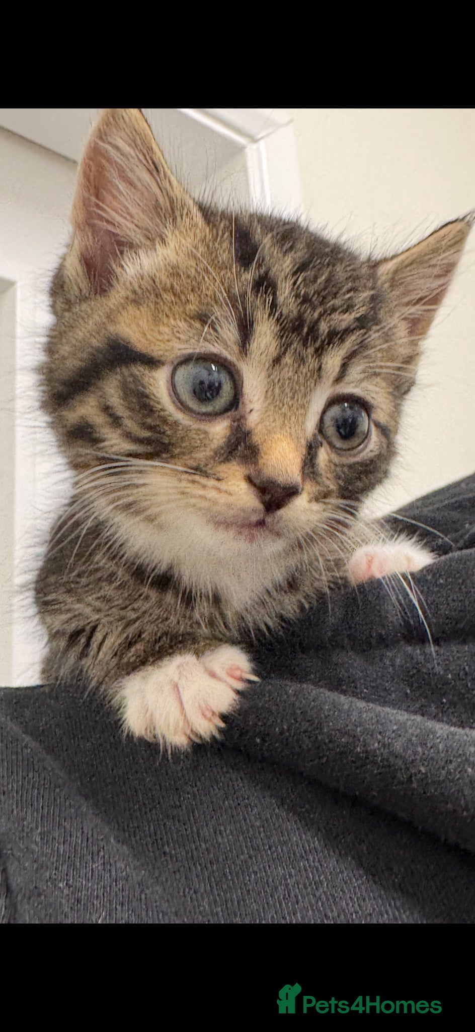 Mixed Breed cats Part Maine Coon Kittens - Advert 3