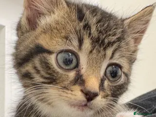 Mixed Breed cats Part Maine Coon Kittens - Advert 3