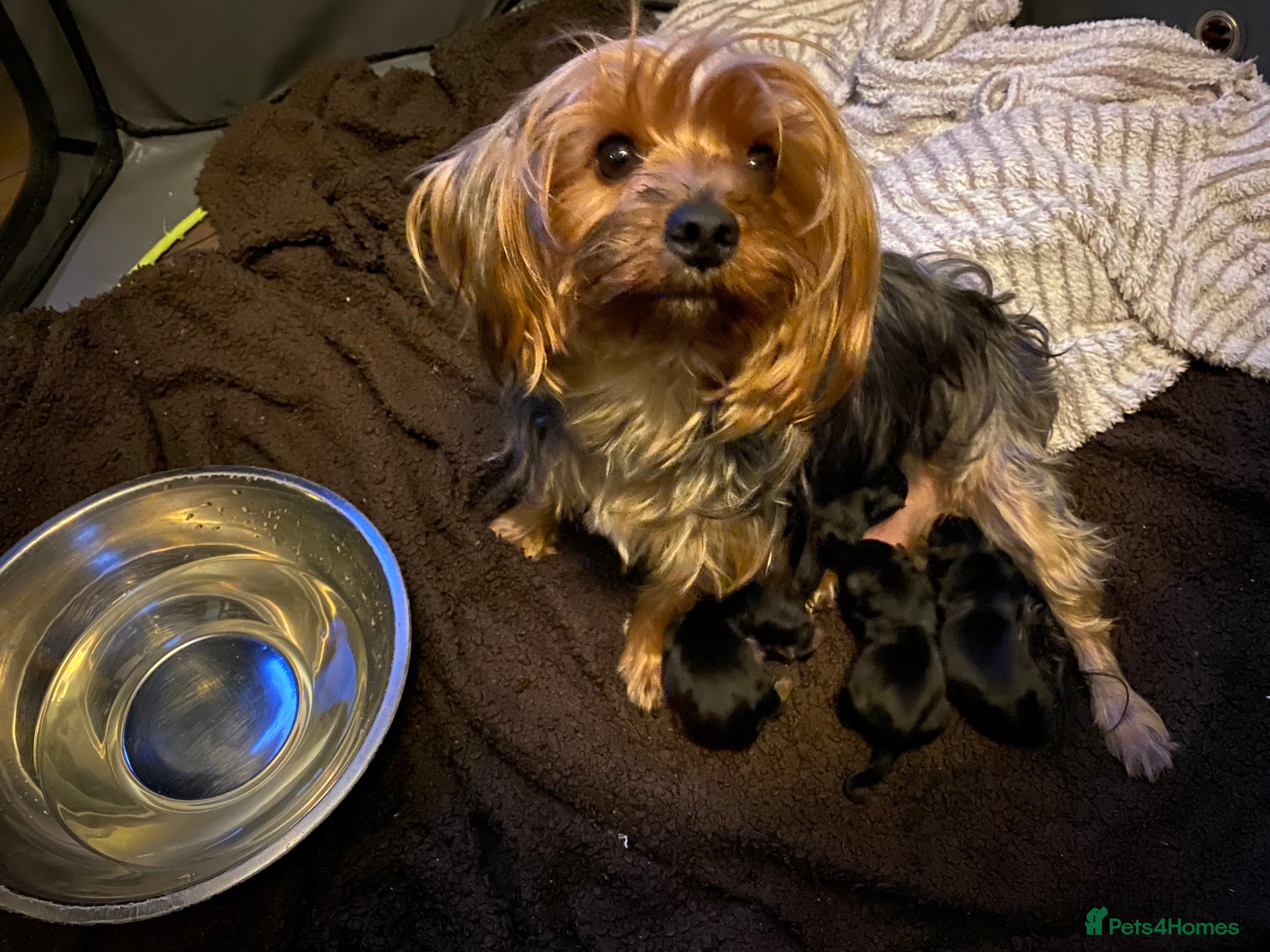 Yorkshire Terrier dogs 2 Boys 2 Girls Yorkshire Terriers for sale - Advert 8
