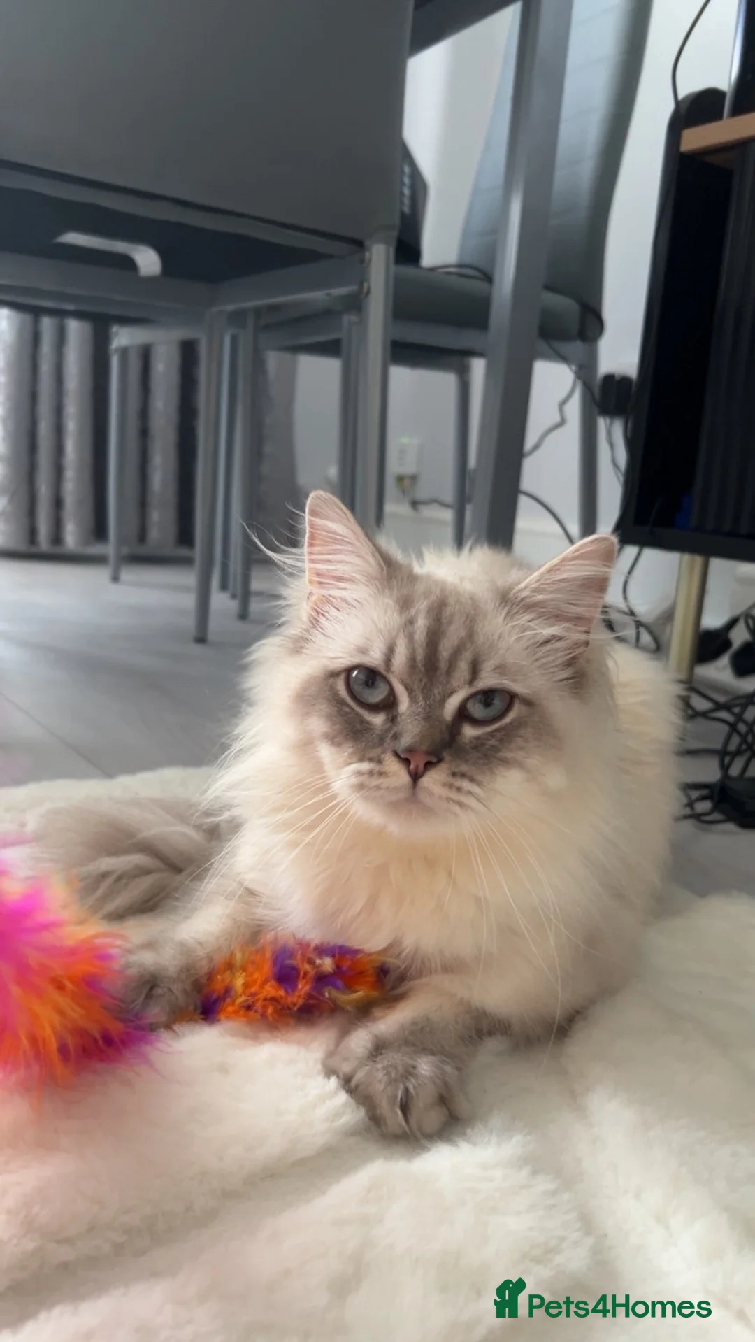 British Longhair cats for sale: British longhair cat 10 months old in Barking - Advert 2