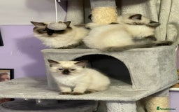 Ragdoll cats for sale: Exquisite 6th Generation PUREBREED Ragdoll Kittens - Image 1
