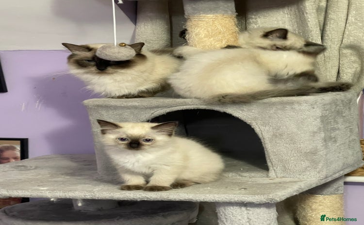 Ragdoll cats - Advert 1
