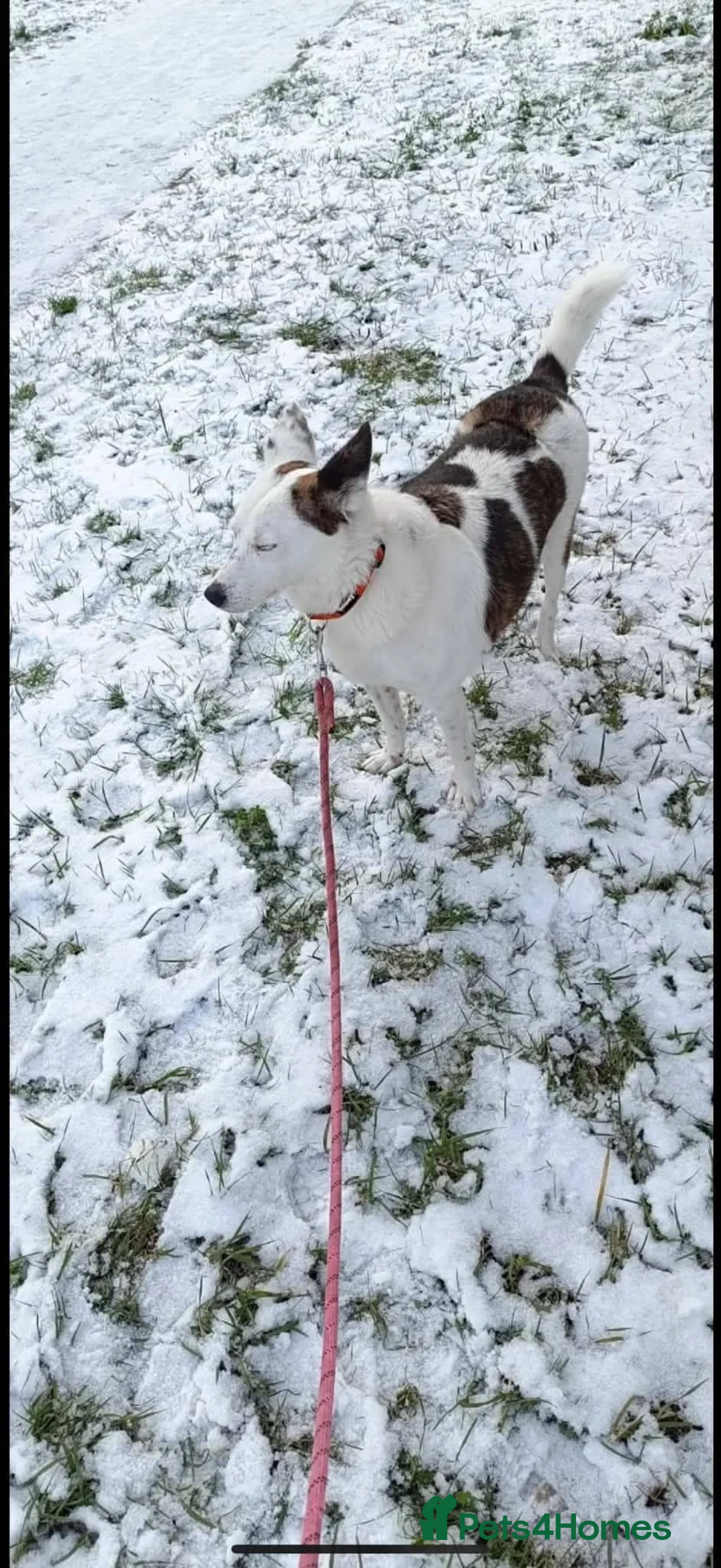 Mixed Breed dogs for adoption: Meet Jack, currently residing in Sheffield  in Sheffield - Advert 8