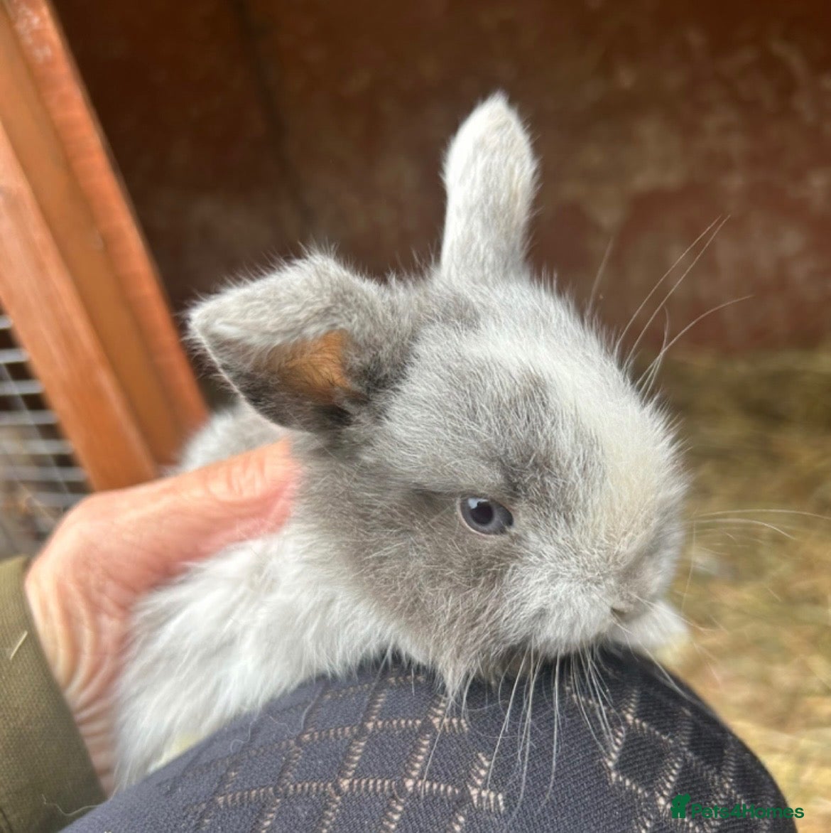 Mini Lop rabbits Beautiful friendly mini lop & mini Rex X Babies   - Advert 5