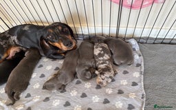 Dachshund dogs for sale: BEAUTIFUL DACHSHUND PUPPIES 🐾 - Image 1