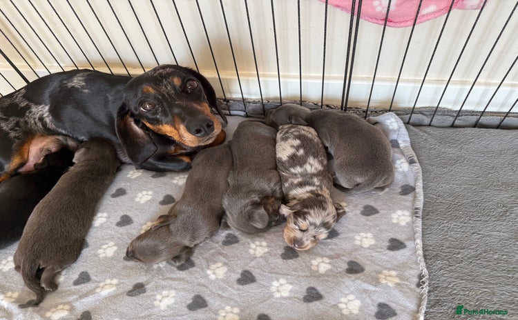 Dachshund dogs - Advert 4