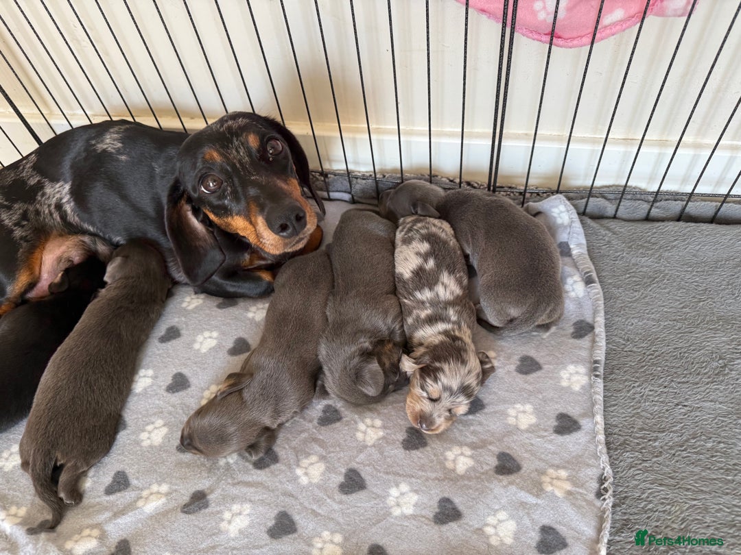 Dachshund dogs for sale: BEAUTIFUL DACHSHUND PUPPIES 🐾 - Image 1