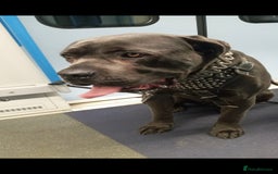 Cane Corso dogs for sale: Beautiful Blue Cane Corso Puppies - Image 16
