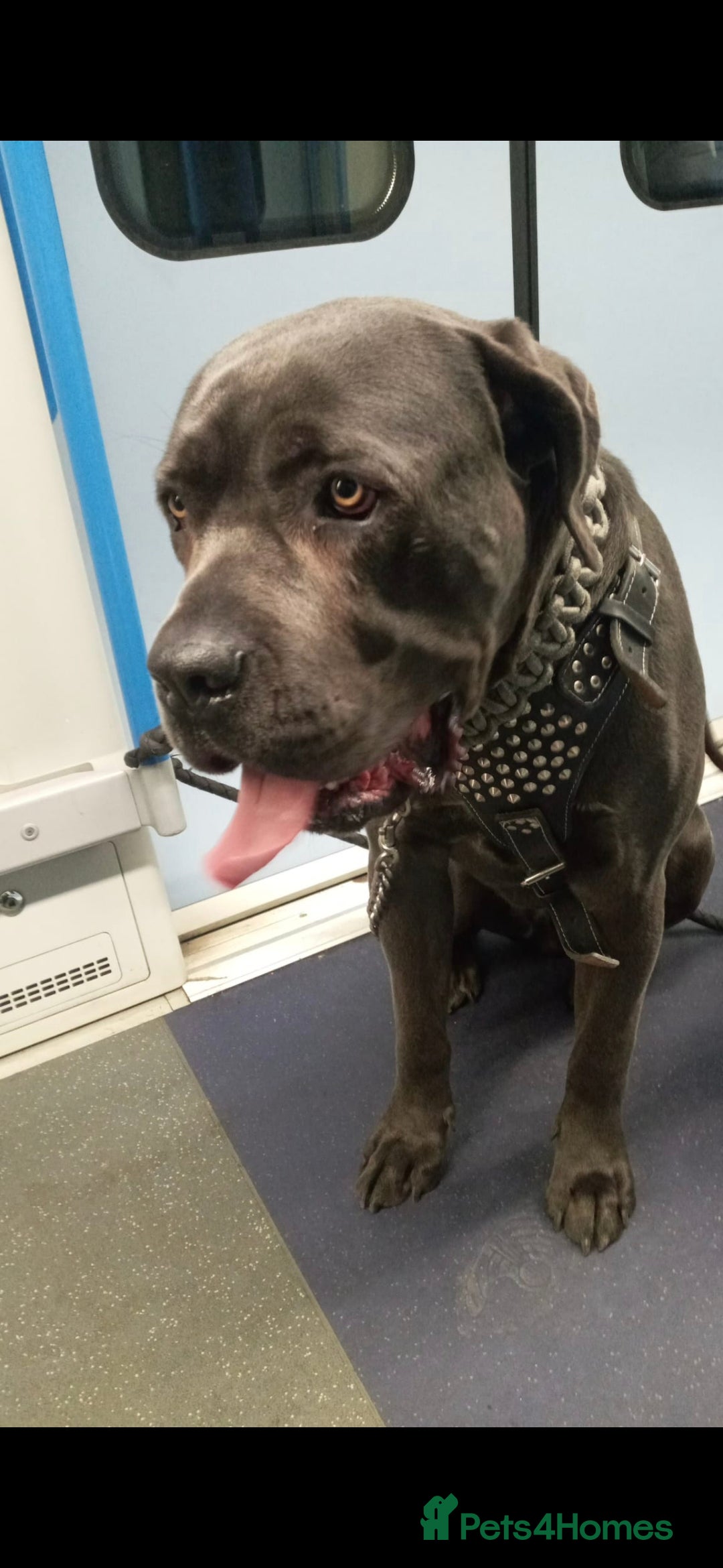 Cane Corso dogs for sale: Beautiful Blue Cane Corso Puppies - Image 16