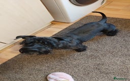 Mixed Breed dogs for sale: Shnorky - Image 9