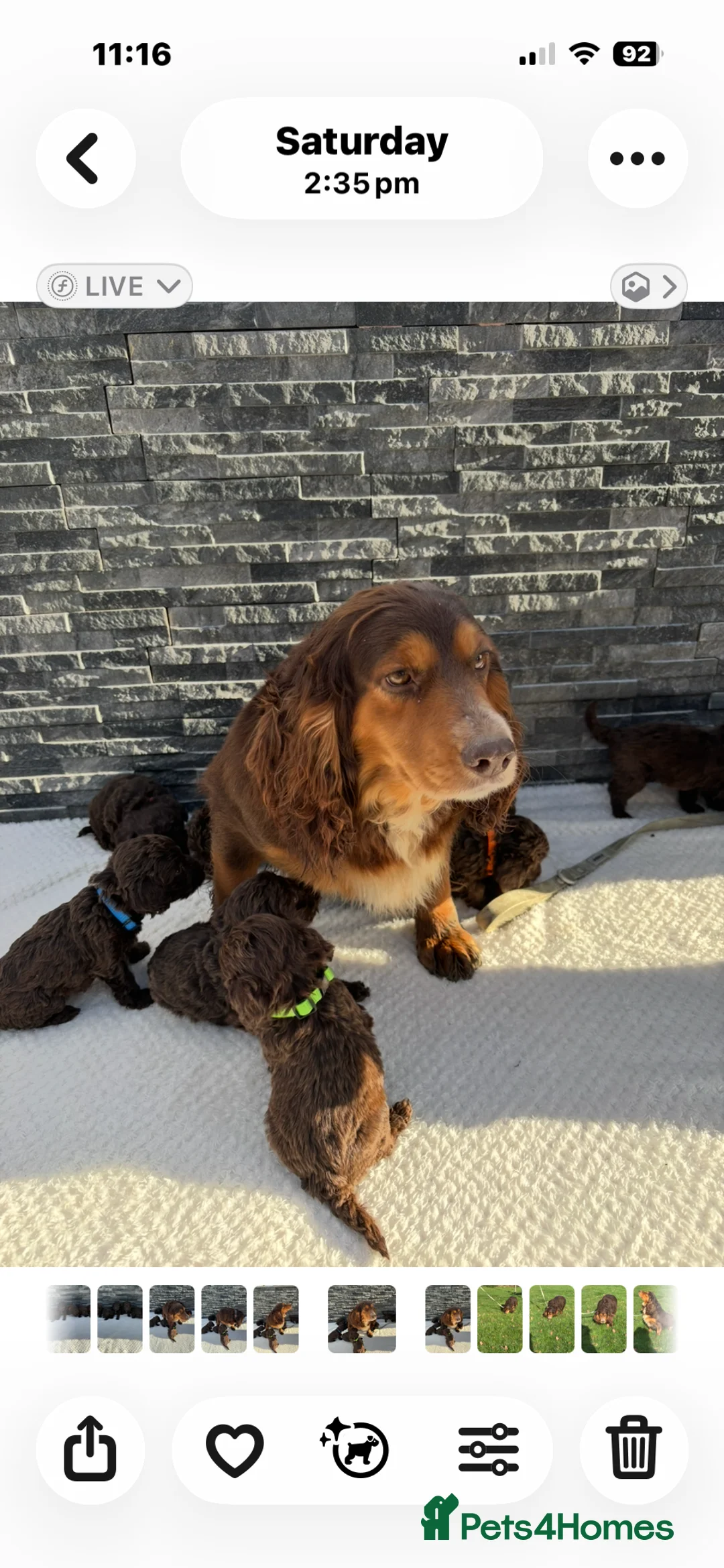 Cockapoo dogs for sale: 🐶 Beautiful Chocolate Cockapoo Puppies  - Advert 9