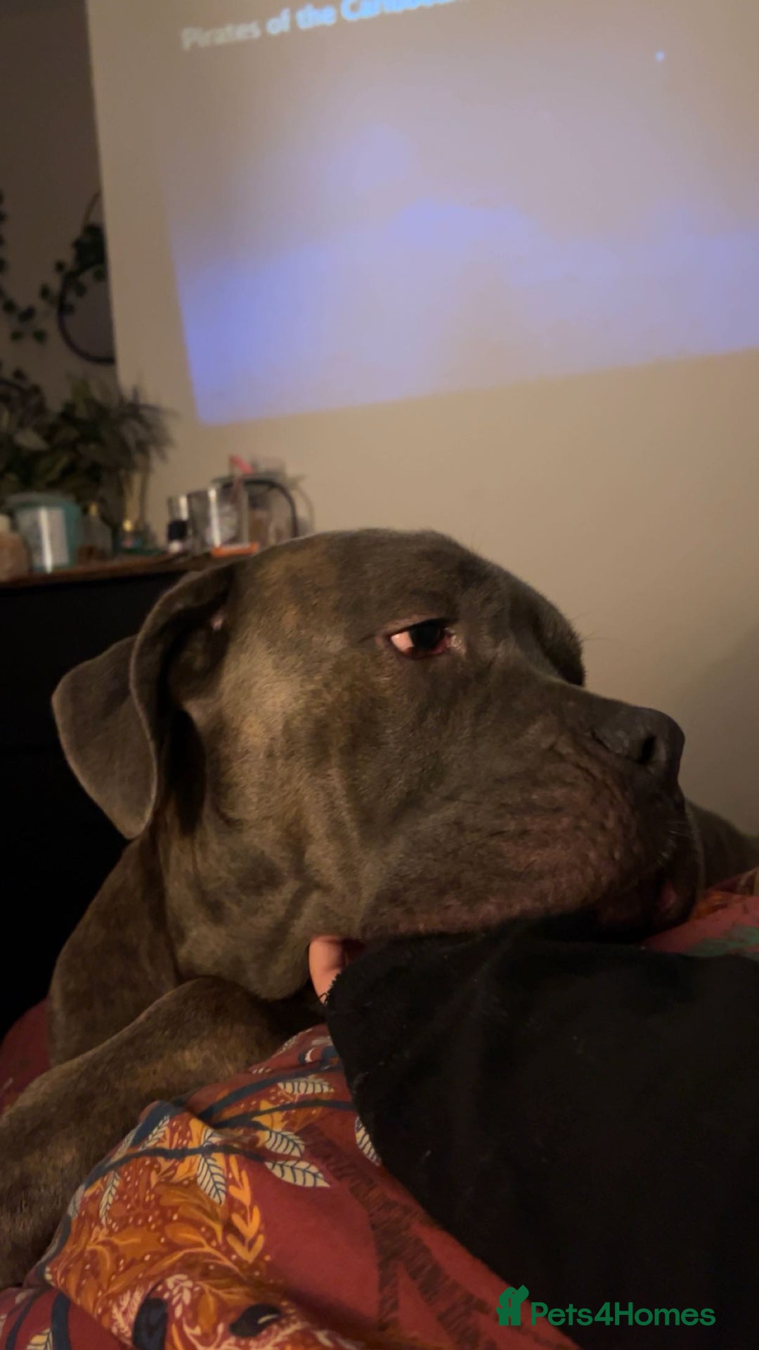 Cane Corso dogs for sale: Red. 2 year old Cane Corso,  **   - Advert 6