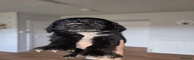 Cocker Spaniel 1