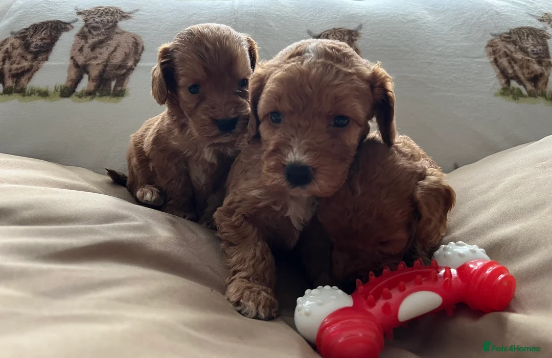 Cockapoo dogs for sale:  Stunning F1 DNA clear cockapoo puppies  - Advert 14