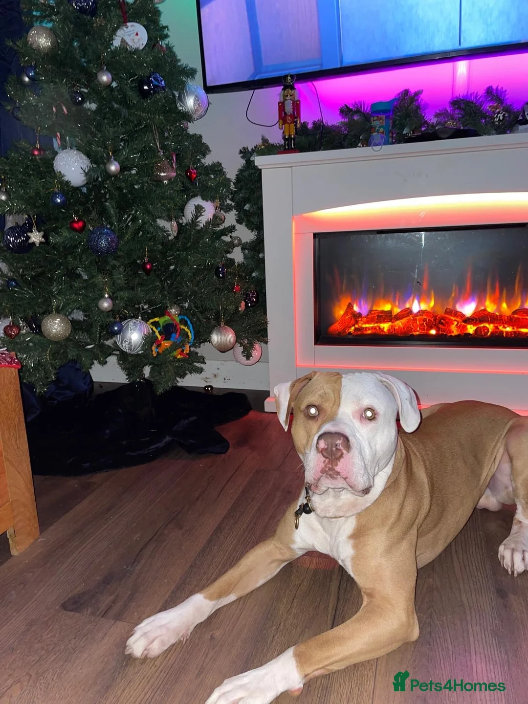 Mixed Breed dogs for sale: American bull dog x  - Advert 2