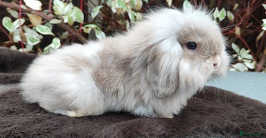 Mini Lop rabbits - Advert 4