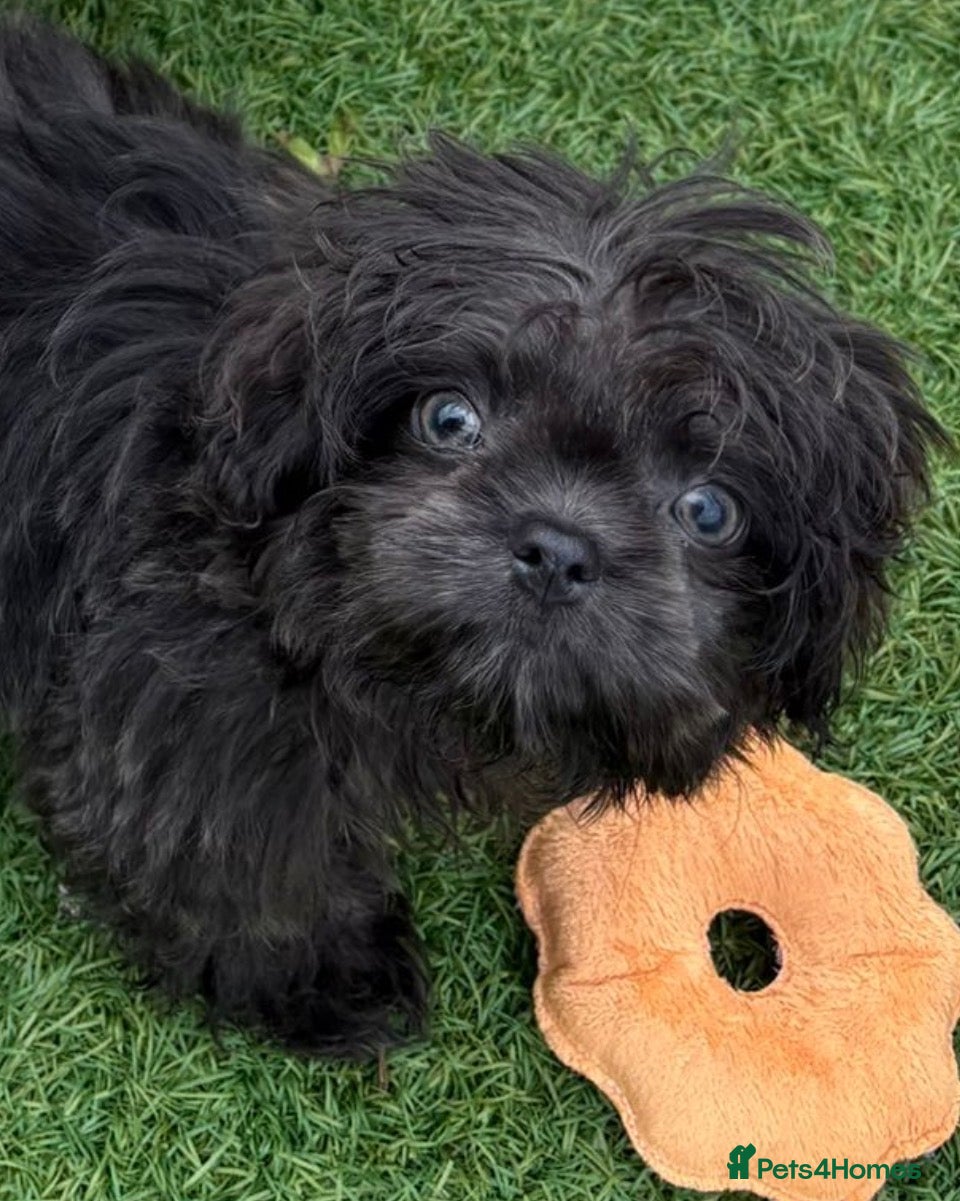 Shih Tzu dogs Kennel Club Health Tested Female - Advert 8