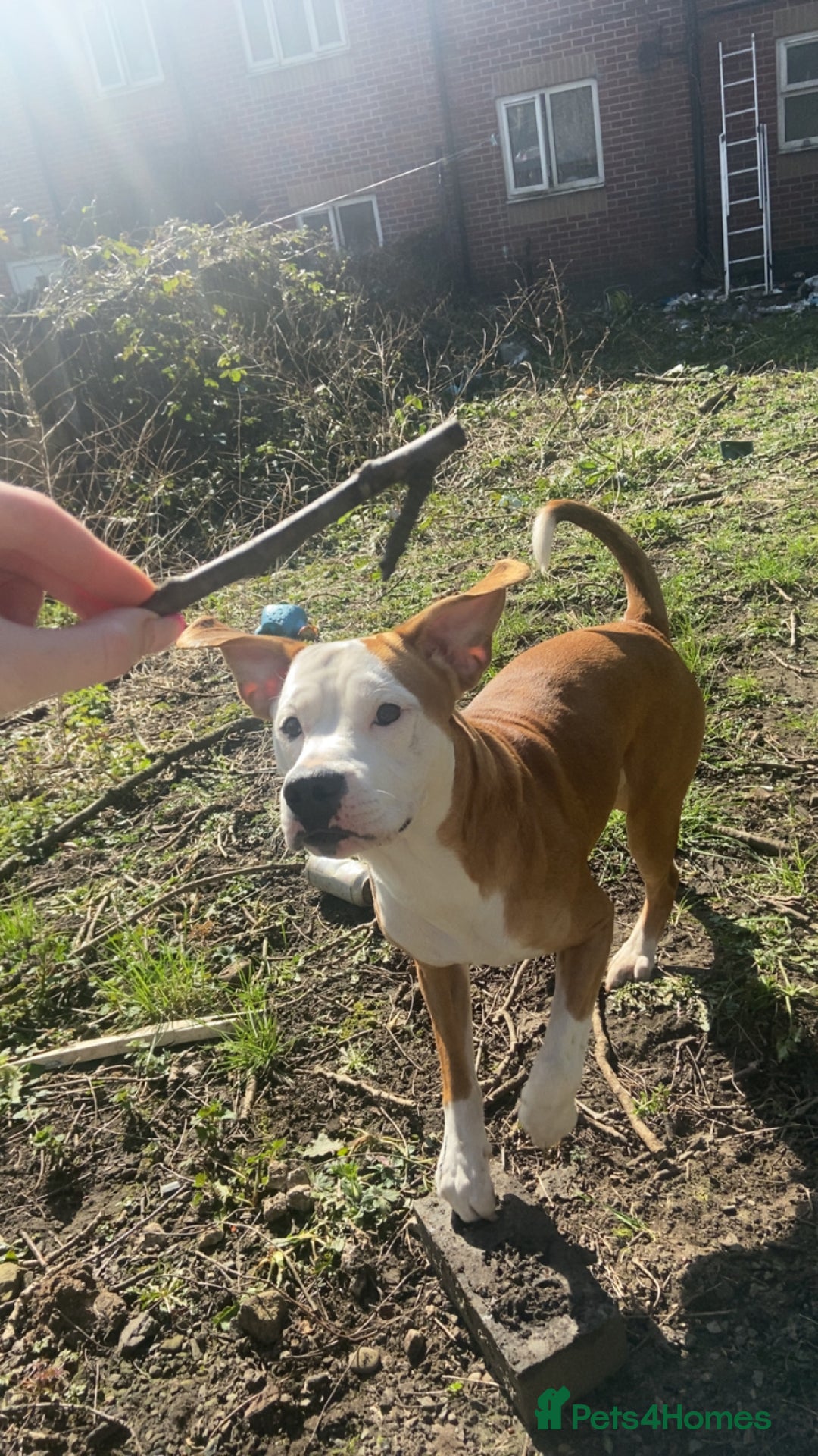 Mixed Breed dogs for sale: 1 staffy x Cockapoo - Image 2