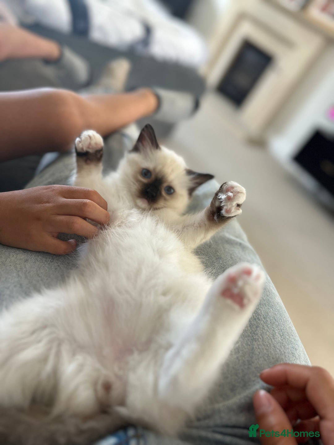 Ragdoll cats for sale: 🐾 LAST MALE RAGDOLL AVAILABLE READY TO GO💕 in Taunton - Image 9