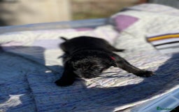 German Shepherd dogs for sale: German Shepherd pups - Image 18