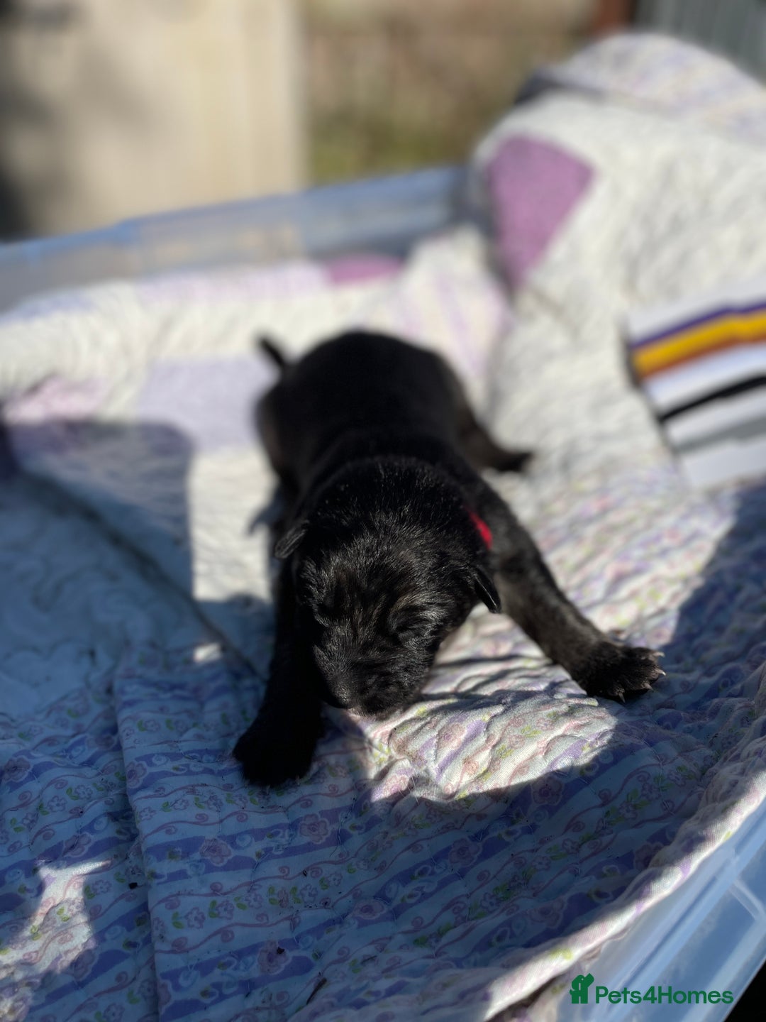 German Shepherd dogs for sale: German Shepherd pups - Image 18