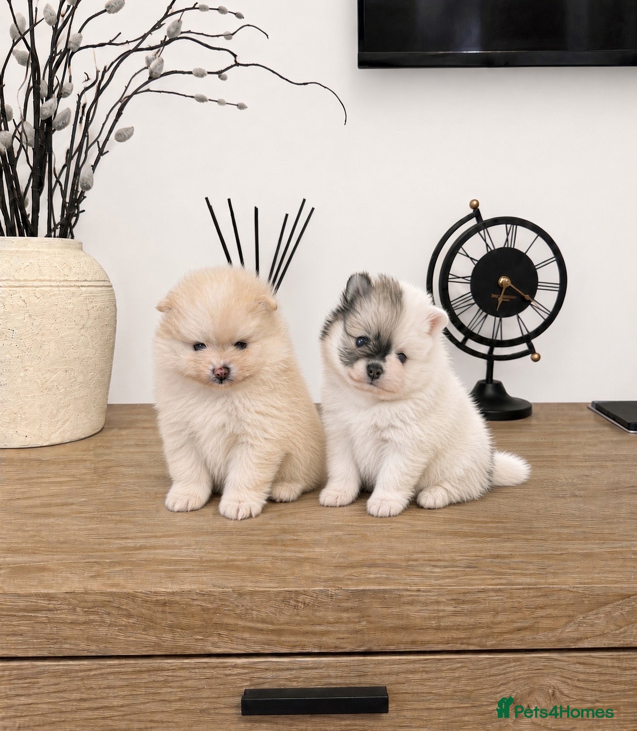 Pomeranian dogs Beautiful KC registered Pomeranian puppies - Advert 9