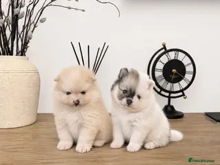 Pomeranian dogs Beautiful KC registered Pomeranian puppies - Advert 9