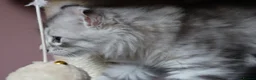 American Curl cats for sale: Pure American curl kittens  - Advert 10