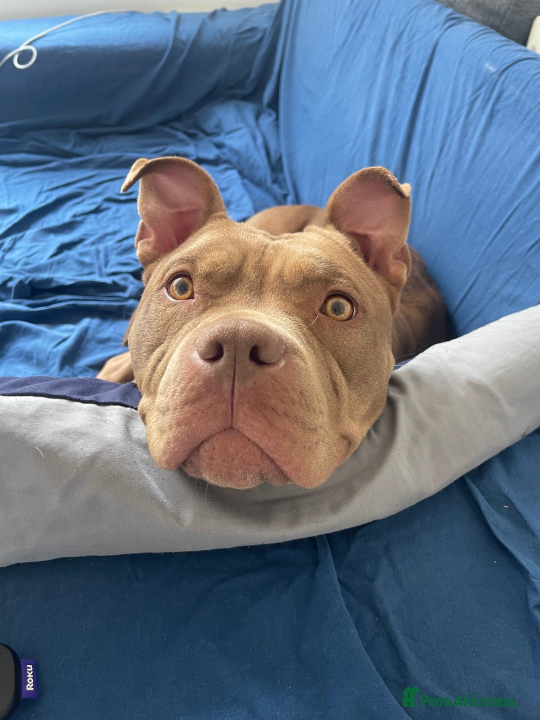 Mixed Breed dogs for sale: American bully/Pit x Rhodesian Ridgeback  - Advert 16