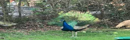 Peafowl poultry for sale: Indian Blue Peacocks for sale (3 males, 1 female)  in High Wycombe - Advert 3