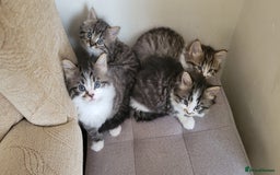 British Shorthair cats for sale: British Short-hair kittens - Image 5