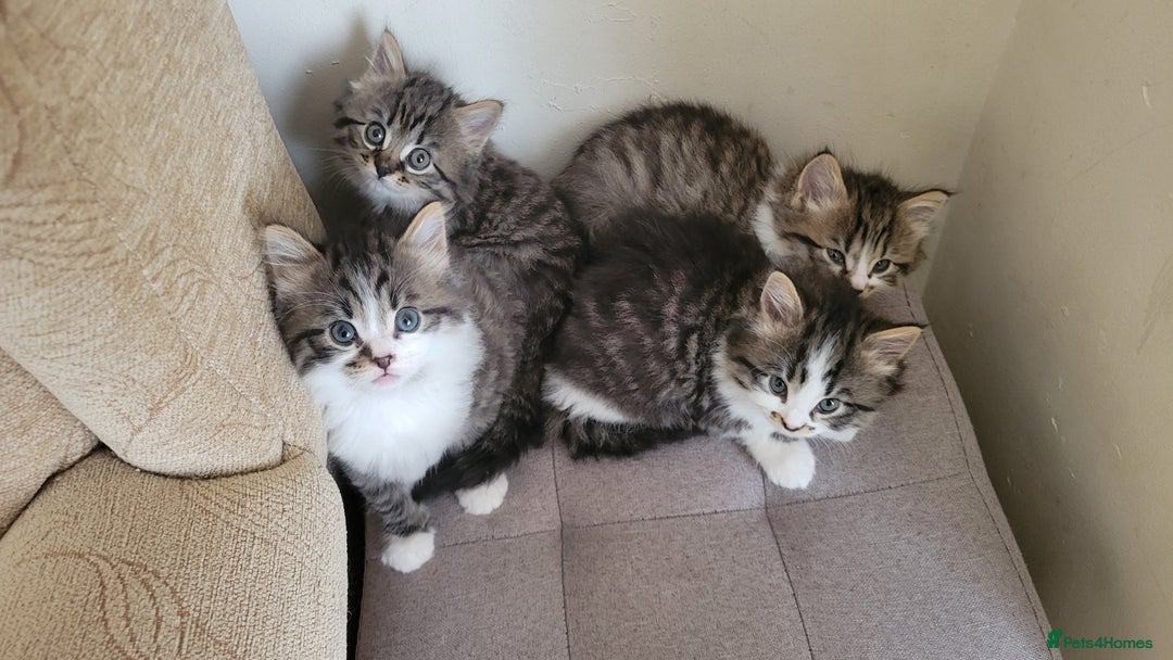 British Shorthair cats for sale: British Short-hair kittens - Image 5