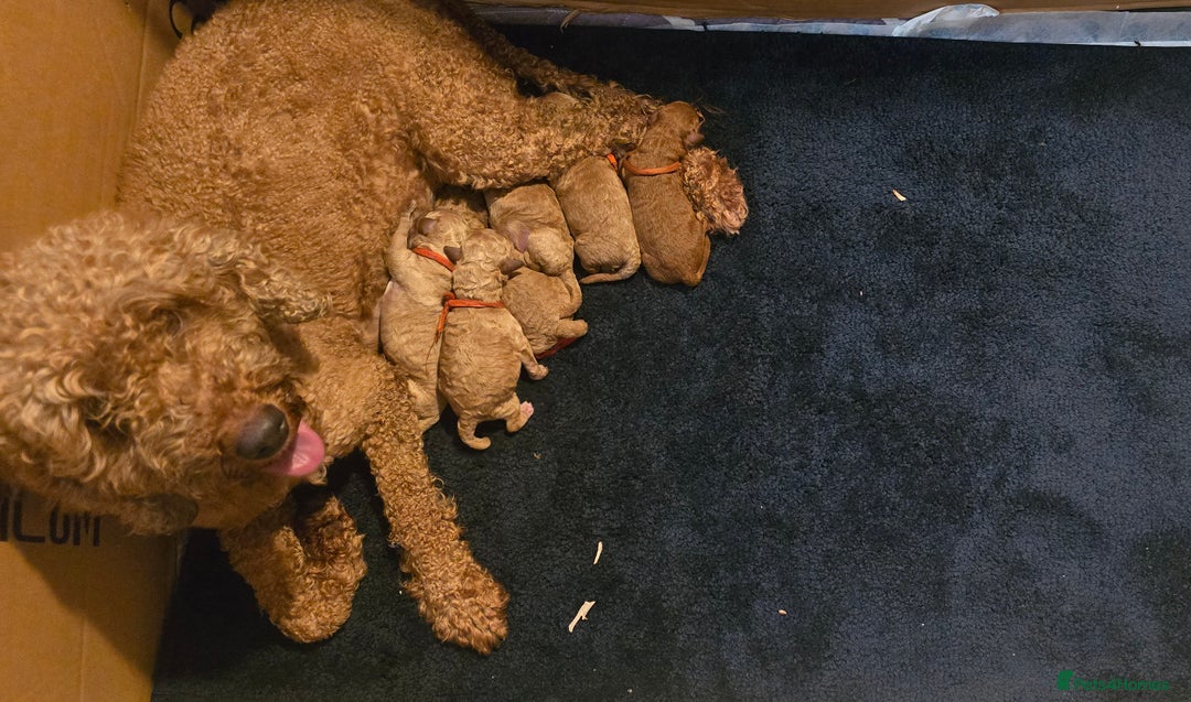 Cockapoo dogs for sale: Adorable cockapoo  - Image 15