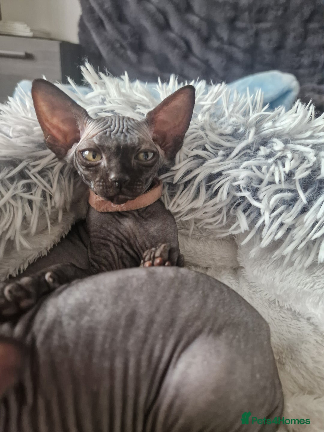 Sphynx cats for sale: Last boy TICA registered  - Image 24