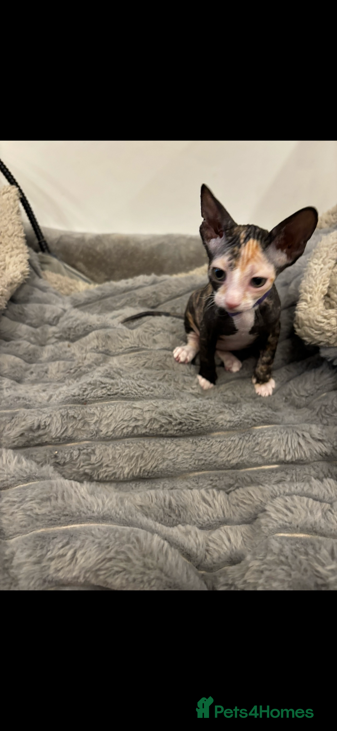 Sphynx cats for sale: Donskoy - Advert 24
