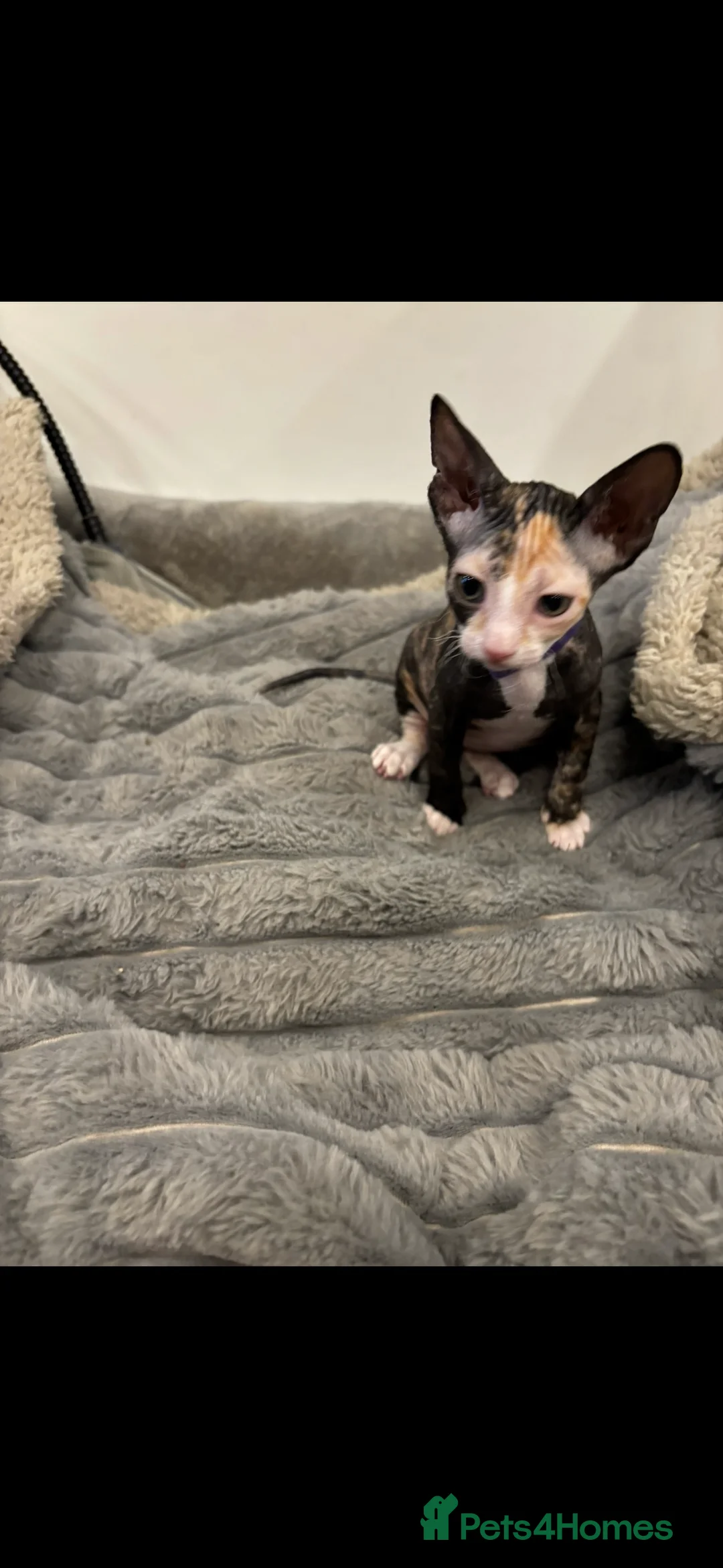 Sphynx cats for sale: Donskoy - Advert 24