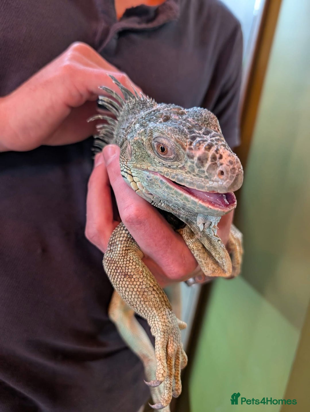 Iguana reptiles for sale: Blue Iguana - Advert 4