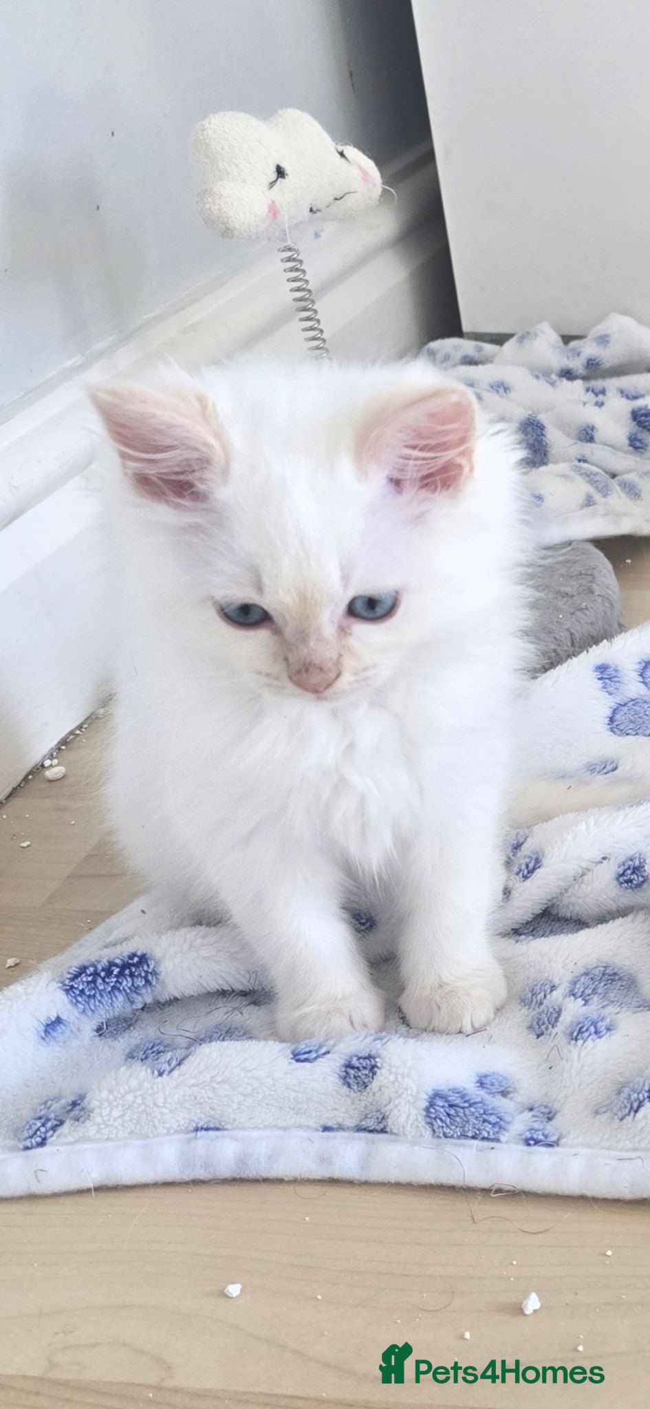 Ragdoll cats Gorgeous Ragdoll Kittens... READY TO LEAVE NOW! - Advert 1