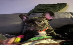 French Bulldog dogs for sale: French Bulldog Puppy (6 months) - Image 3