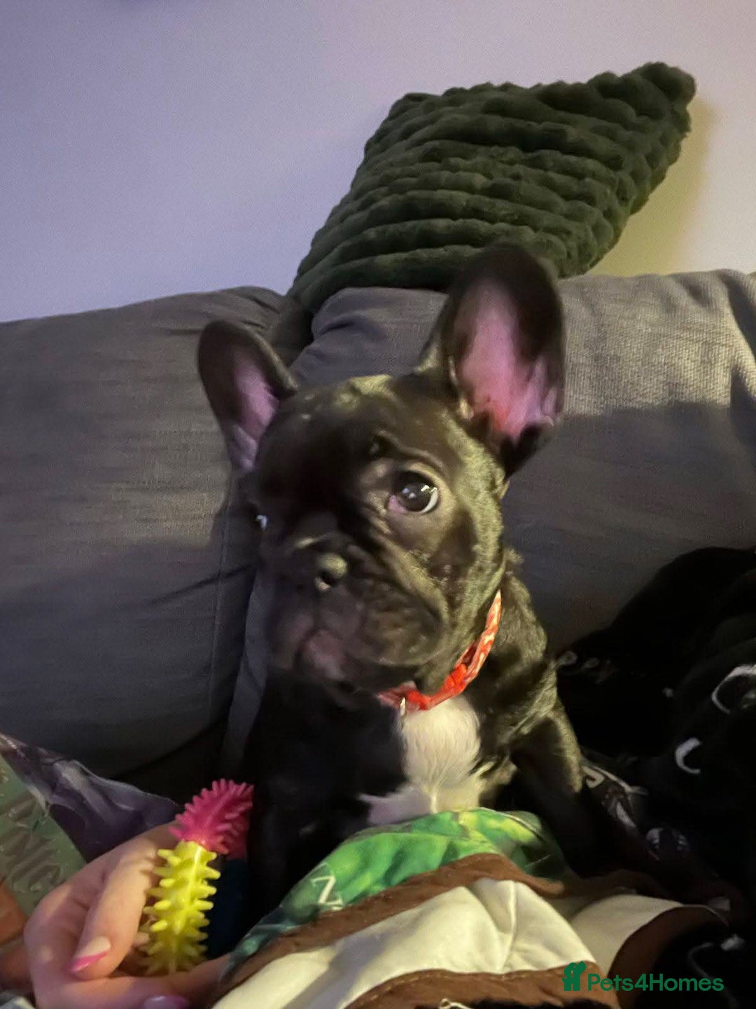 French Bulldog dogs for sale: French Bulldog Puppy (6 months) - Image 3