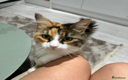Maine Coon cats for sale: Aria  - Image 3