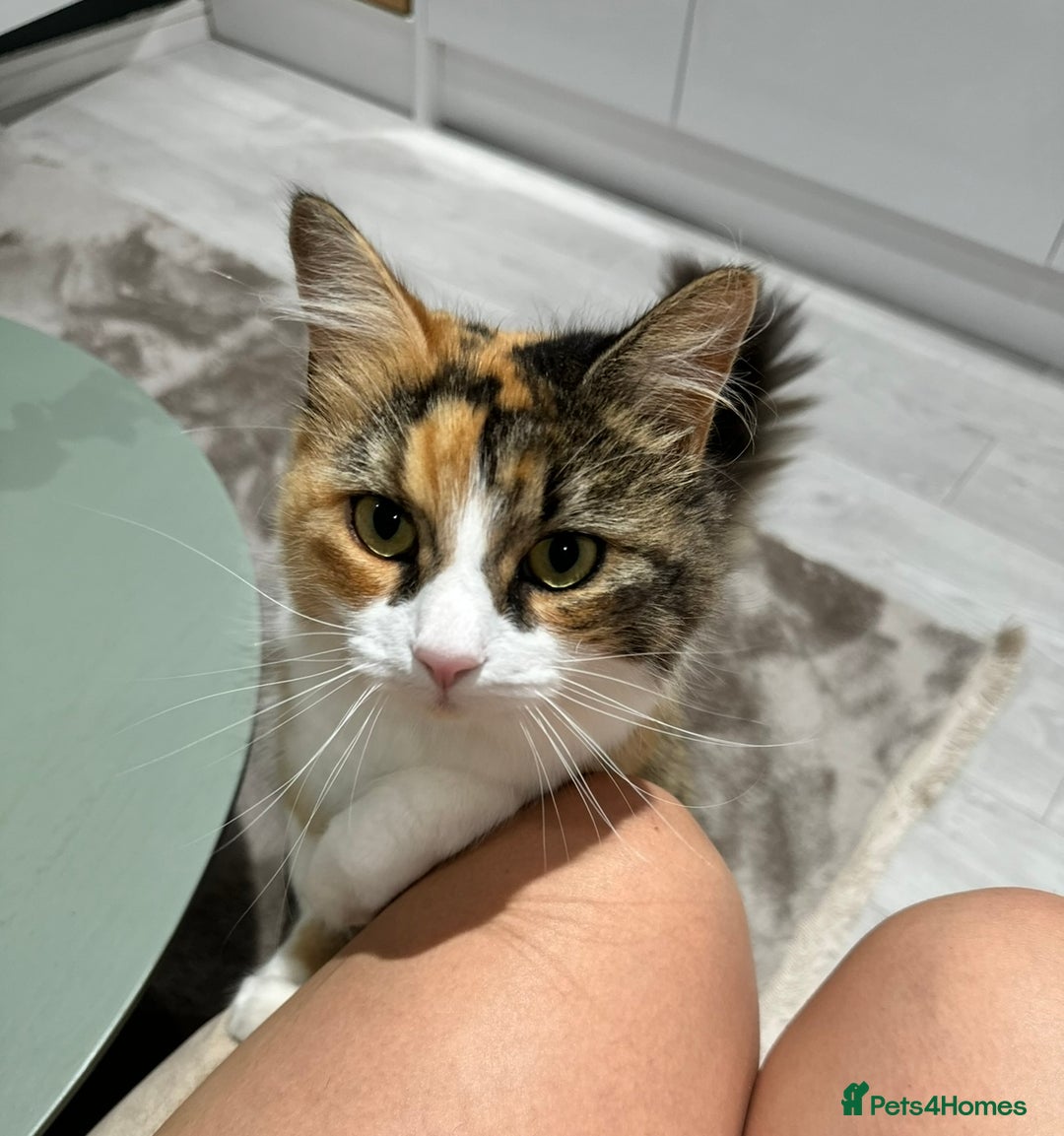 Maine Coon cats for sale: Aria  - Image 3